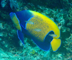 Pomacanthus navarchus