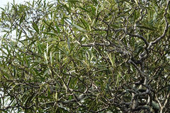 Pseudopanax ferox