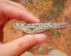 Austracris guttulosa