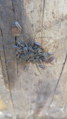 Armadillidium delattini