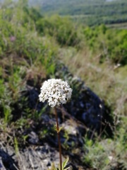 Valeriana dubia