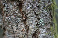 Sequoia