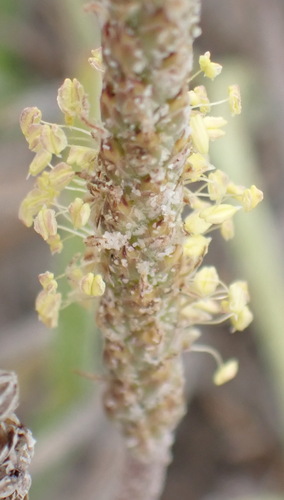 Image of Plantago carnosa by (c) Nicola van Berkel, some rights reserved (CC BY-SA)