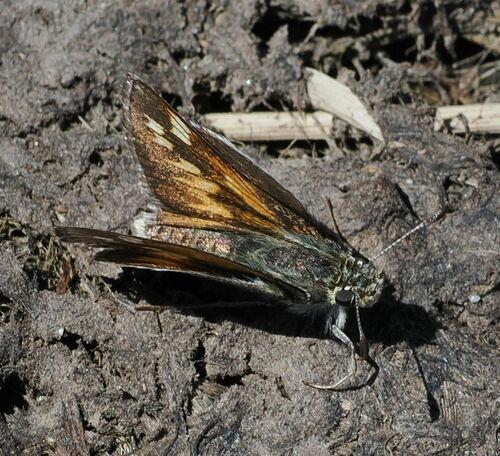 Pahaska Skipper photo 4
