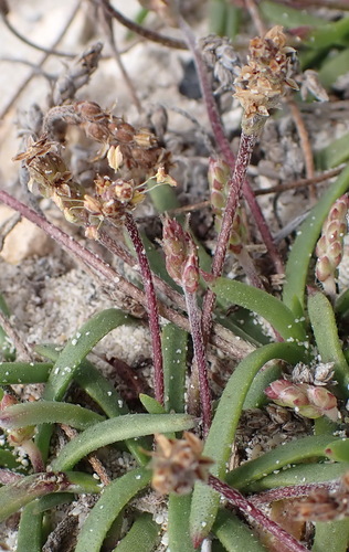 Image of Plantago carnosa by (c) Nicola van Berkel, some rights reserved (CC BY-SA)