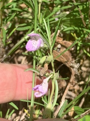 Conradina verticillata