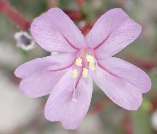 Image of Limonium scabrum by (c) Nicola van Berkel, some rights reserved (CC BY-SA)
