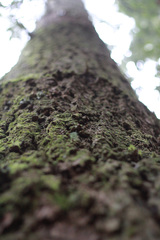 Sequoia