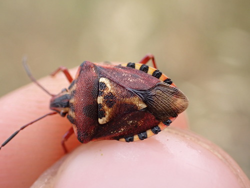 Photo of Variegated Fruit Bug (Codophila varia)