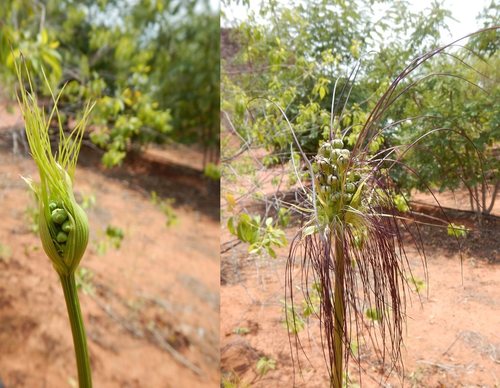 Tacca maculata observed 2016-11-22