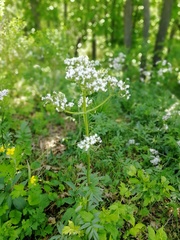 Valeriana dubia