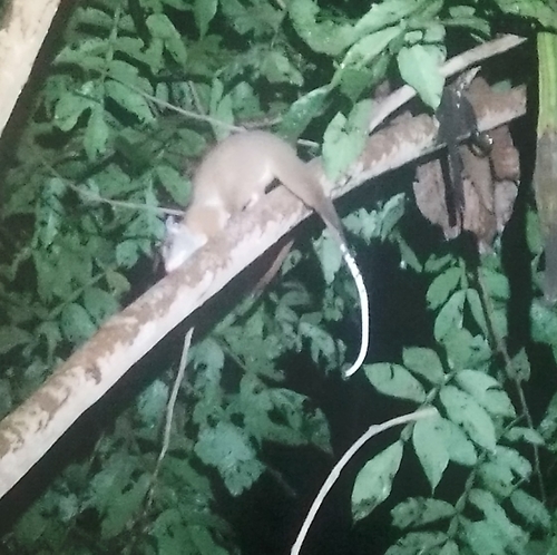 Brown-eared Woolly Opossum