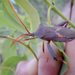 Common Gum-tree Bug - Photo (c) simono, some rights reserved (CC BY-NC), uploaded by simono