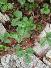 Fragaria chiloensis