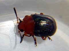 Calomela cingulata