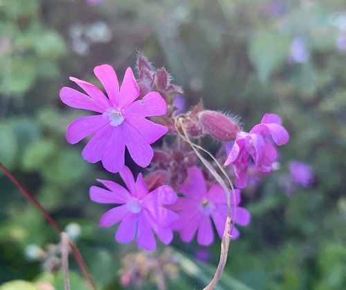 Silene dioica