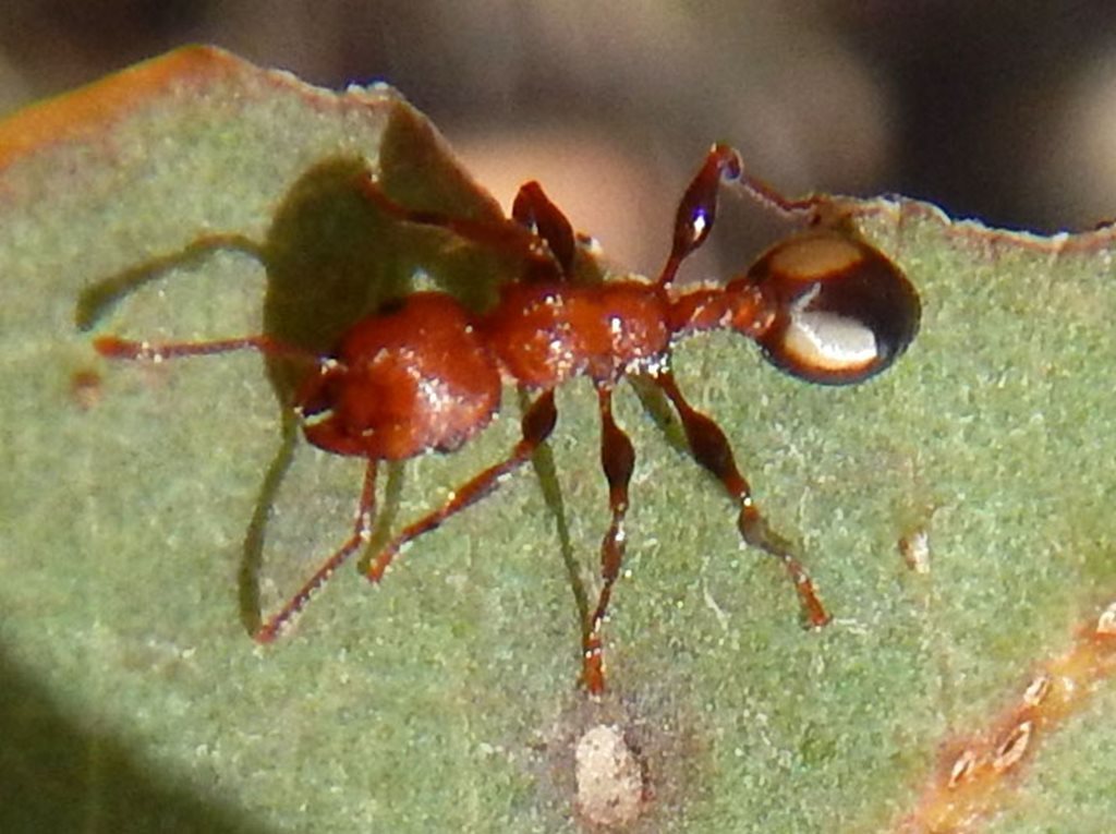 spotted muscleman tree ant