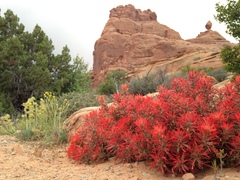 Castilleja scabrida scabrida