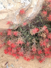 Castilleja scabrida scabrida