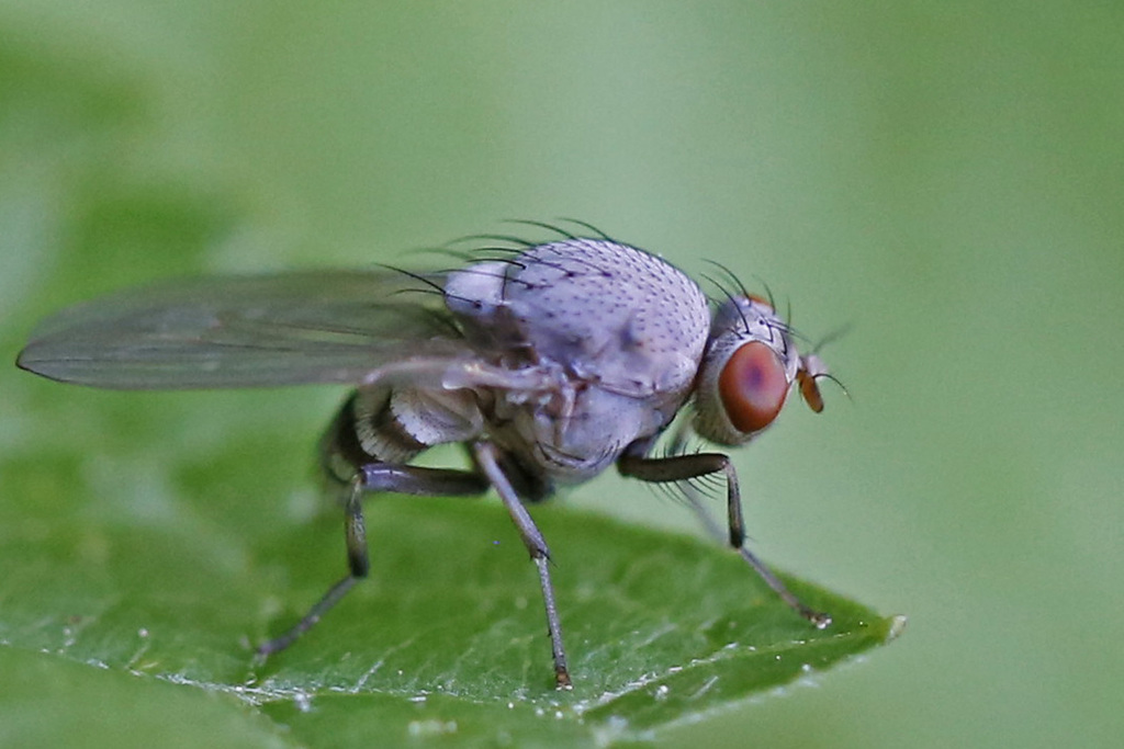 Minettia magna