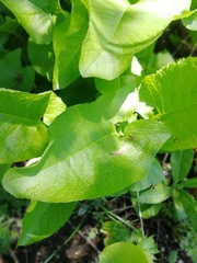 Cicerbita macrophylla uralensis