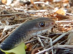 Papuan Whip Snake photo 3