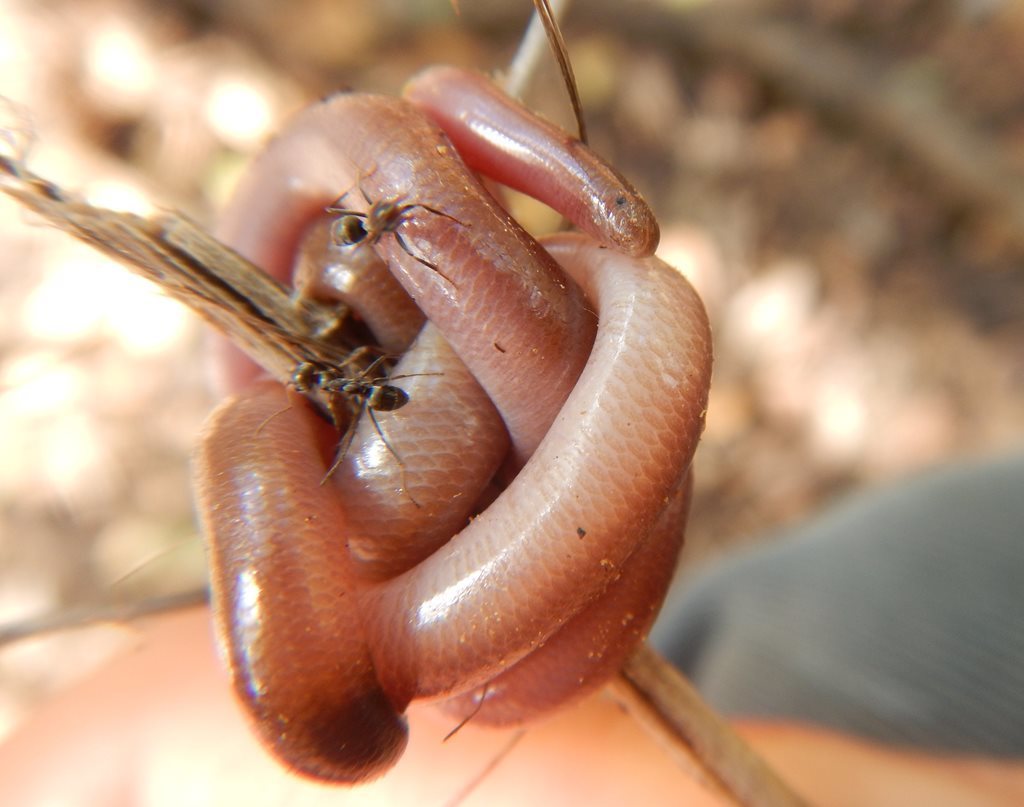 Top End Blind Snake