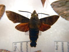 Macroglossum vacillans