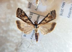 Nomophila corticalis