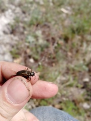 Melanogryllus desertus