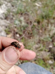 Melanogryllus desertus