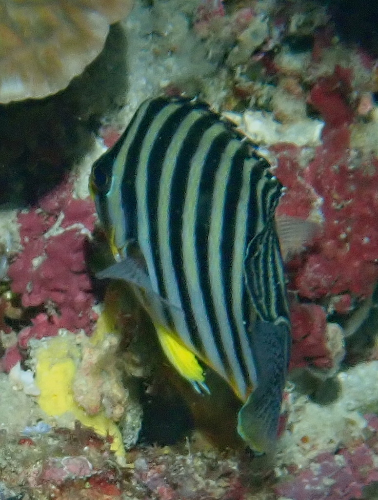 Barred Angelfish