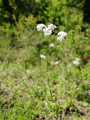 Valeriana dubia