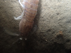 Squillidae