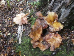 Armillaria limonea
