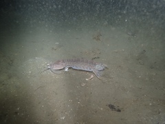 Squillidae