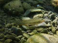 Watson's River Goby photo 3