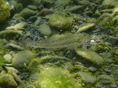 Watson's River Goby photo 2