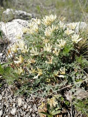 Astragalus helmii