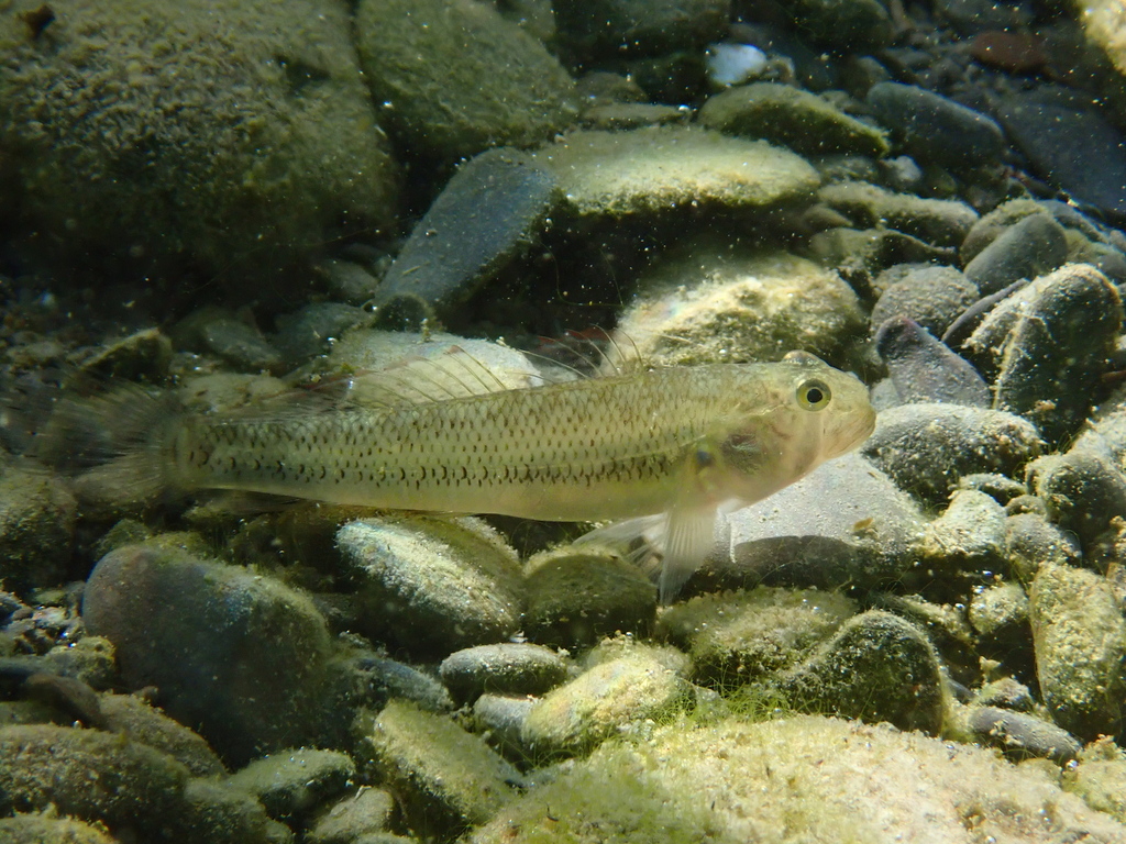 Watson's River Goby