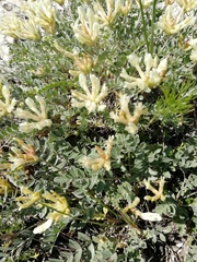 Astragalus helmii