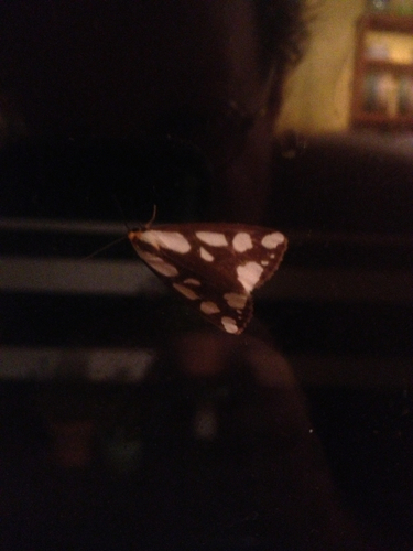 Confused Haploa Moth photo 4
