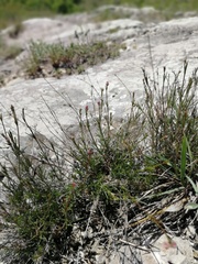 Asperula tephrocarpa