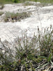 Asperula tephrocarpa