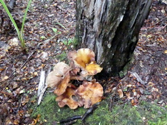 Armillaria limonea