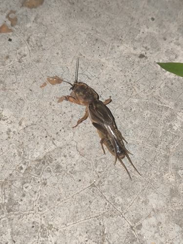Oriental Mole Cricket