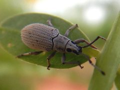 Myllocerus