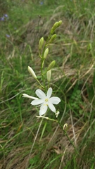 Anthericum