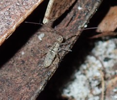 Paronellides