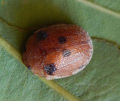 Trachymela sjoestedti